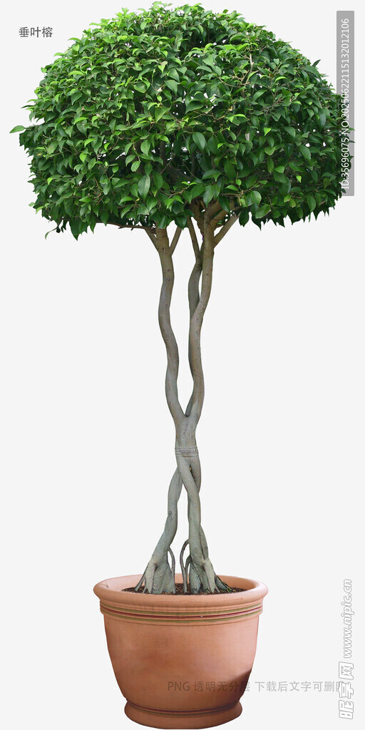 植物