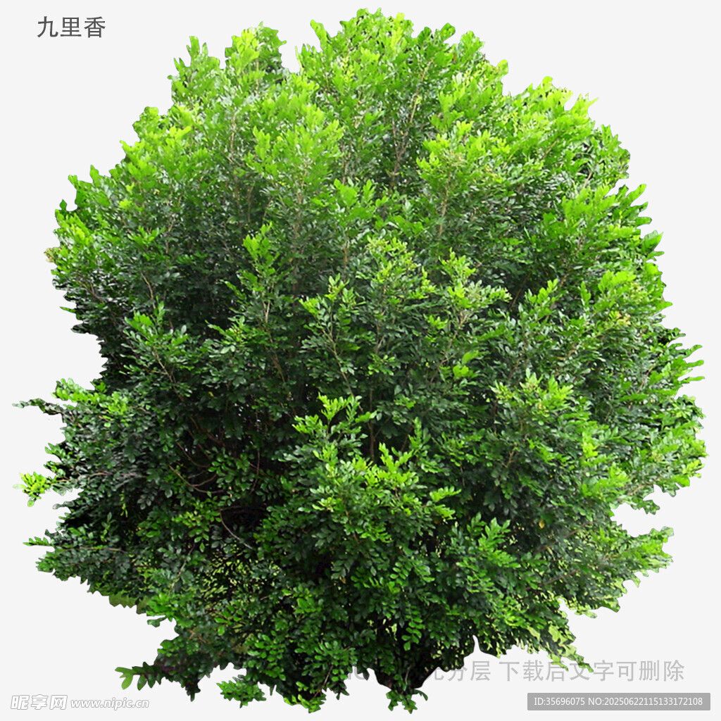 茂盛綠植