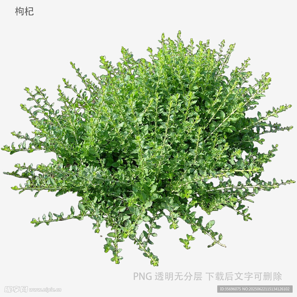 球形綠植盆栽