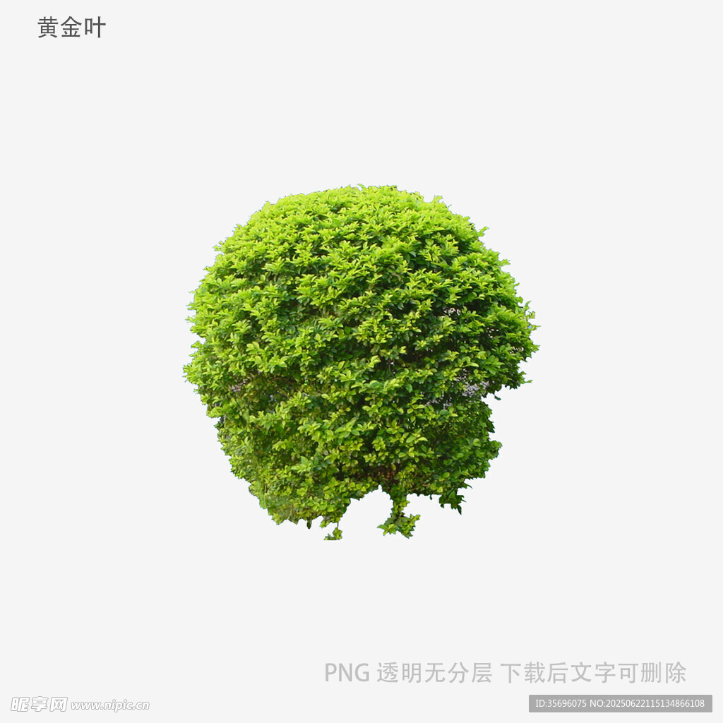 綠色球形植物創意形象展示