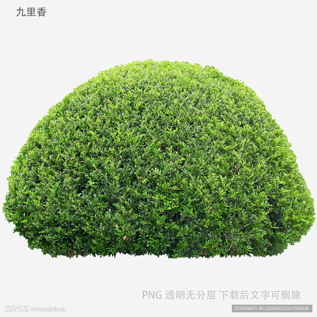 球形綠植灌木