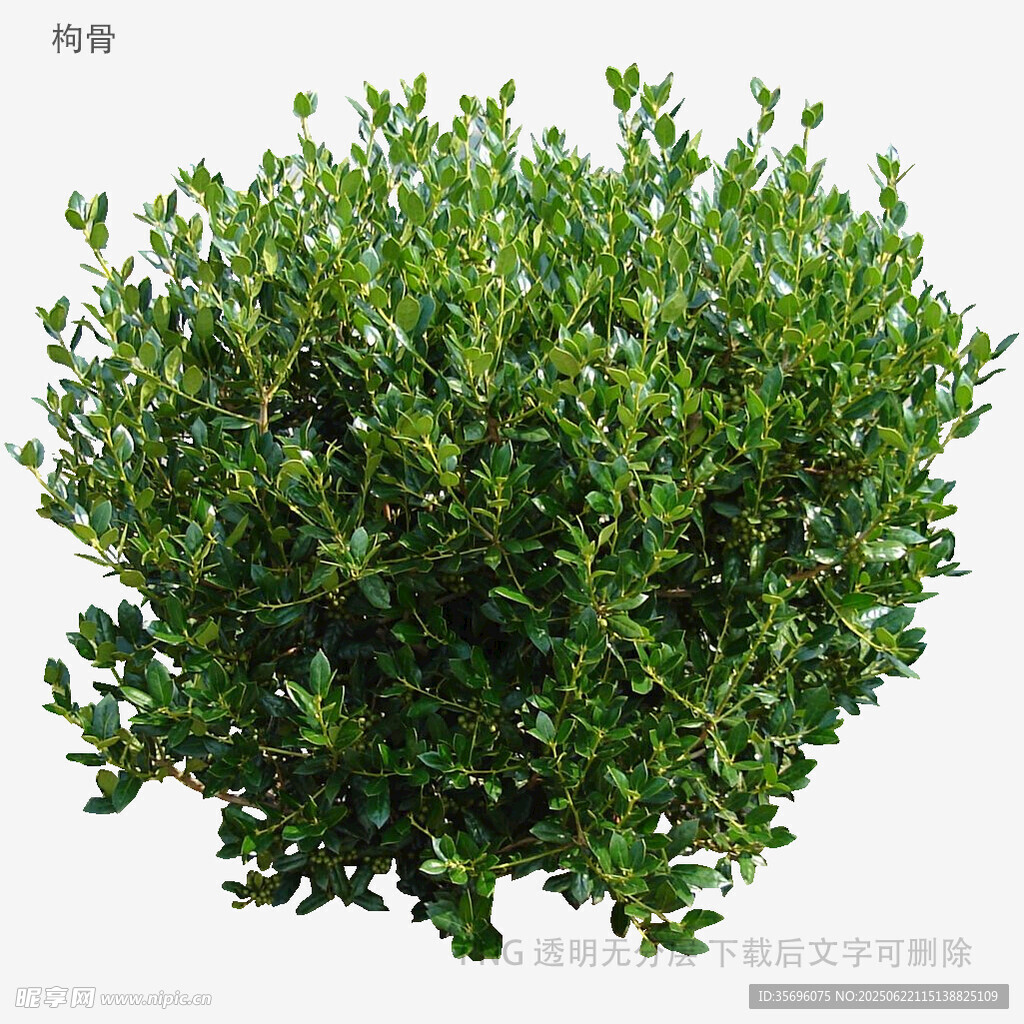 球形綠植灌木特寫