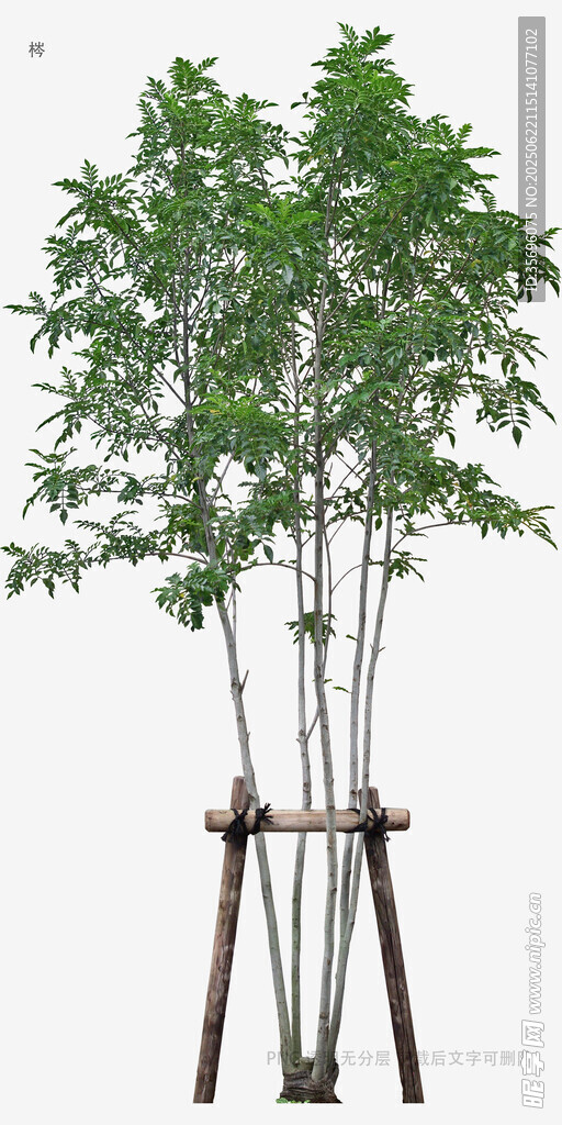 三腳架支撐的翠綠竹子