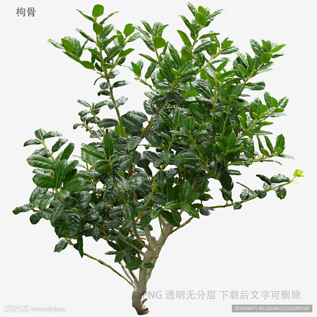 綠葉繁茂的青果樹