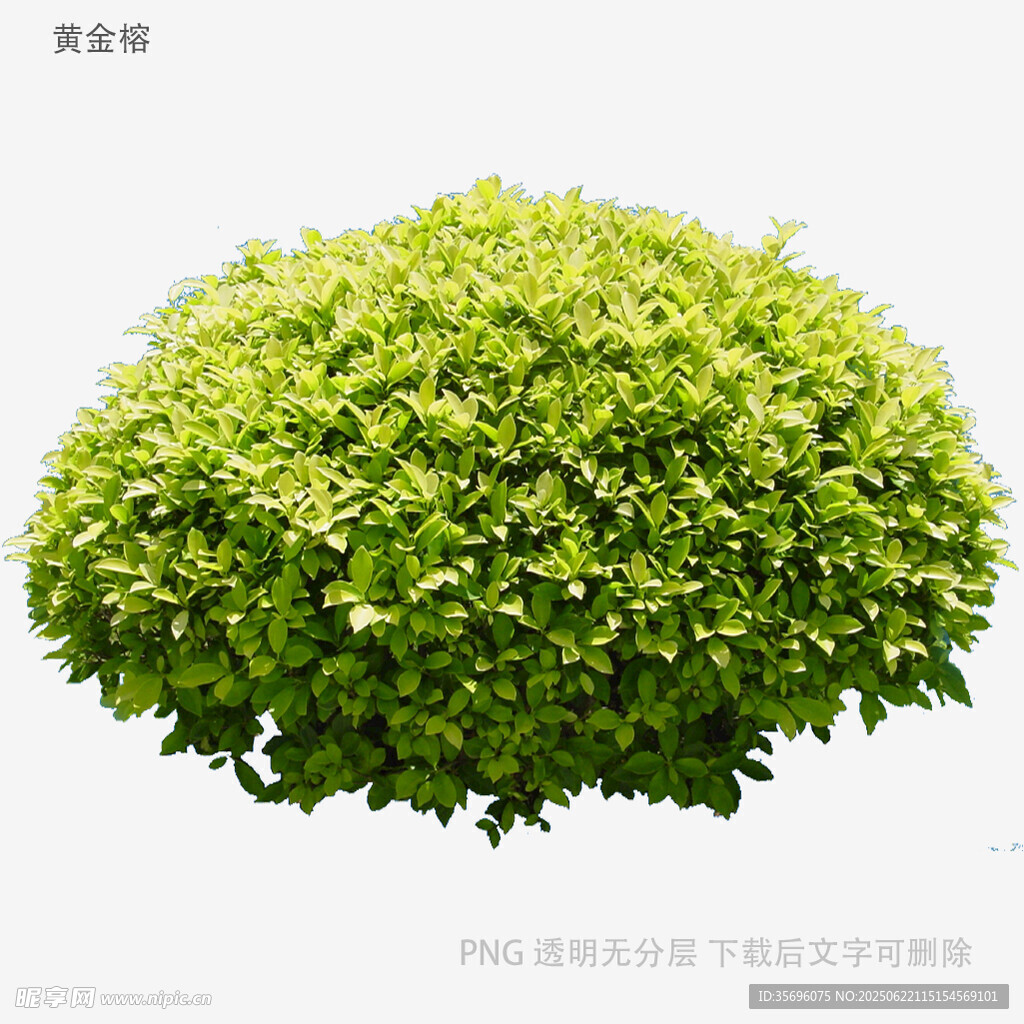 球形綠植灌木