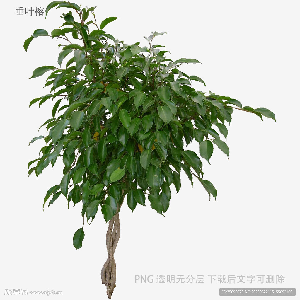 綠葉繁茂的單株樹木