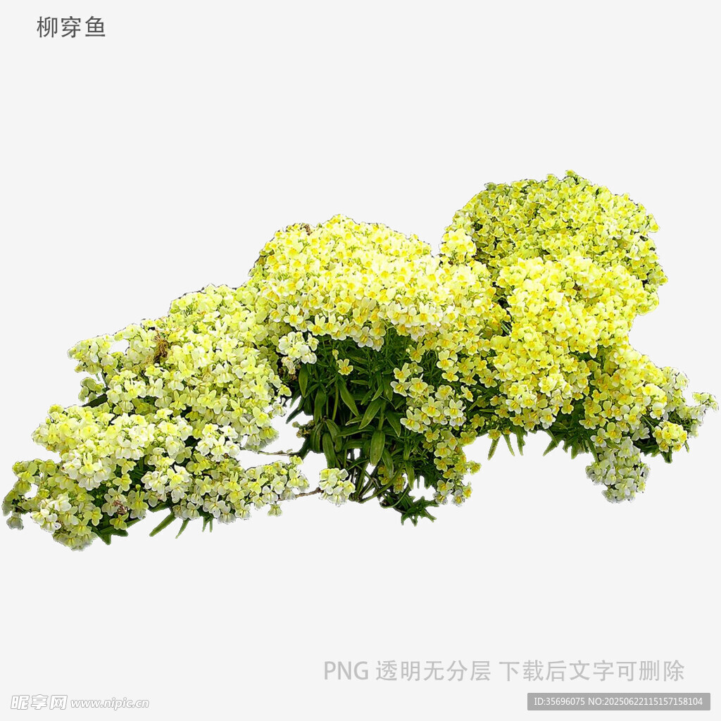 清新黃色花卉特寫