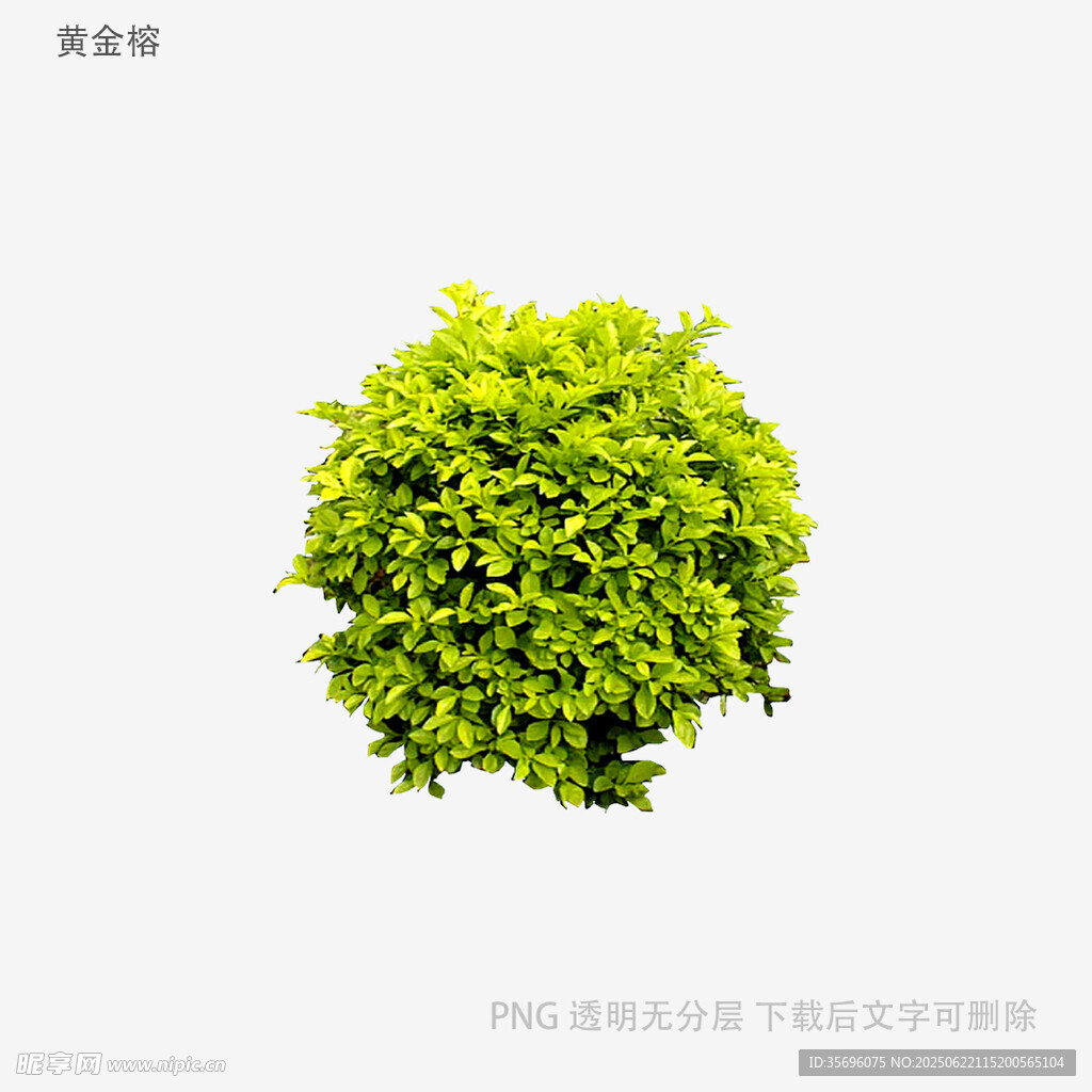 翠綠球形綠植