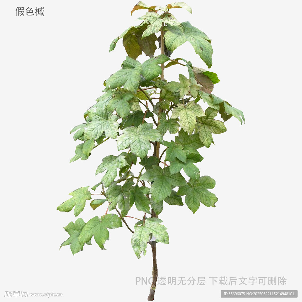 綠色單株植物展示