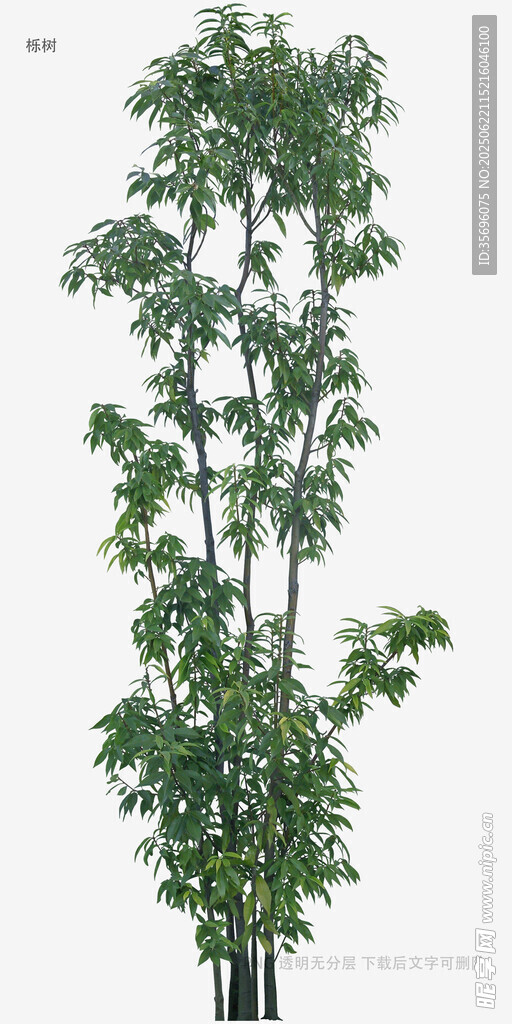 高大綠植樹木景觀圖