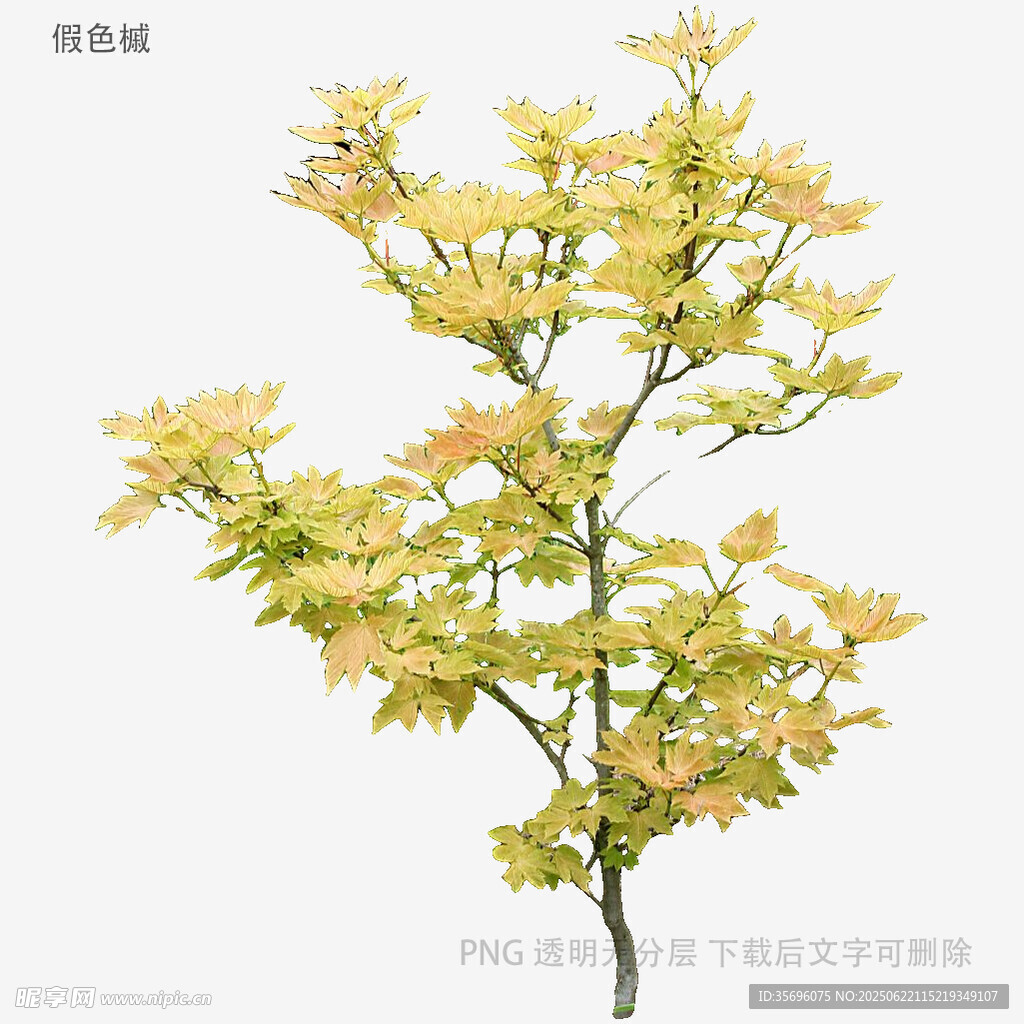 金黃葉片小樹特寫