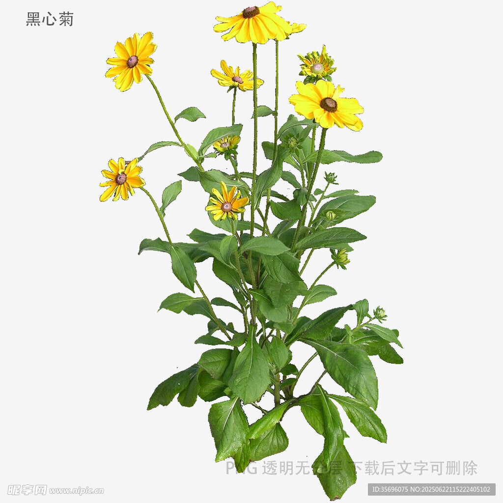 黃色花朵綠植特寫