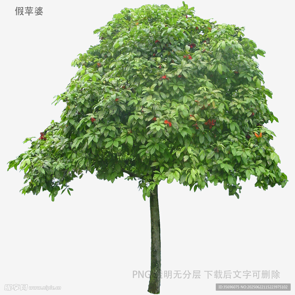 植物