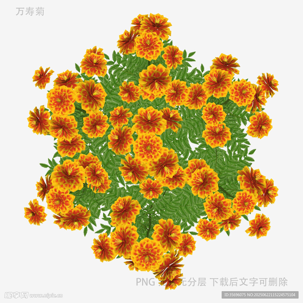 菊花簇擁圖案