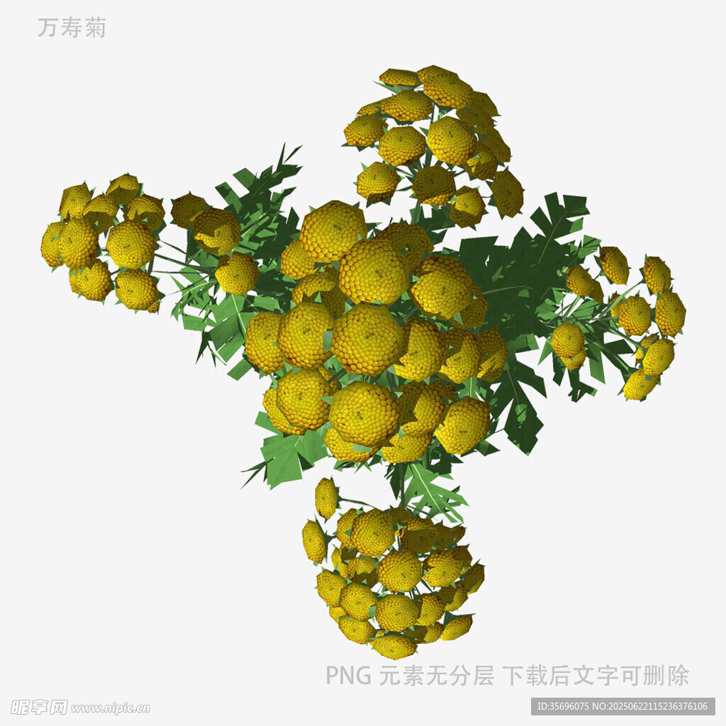 黃色艾菊花朵特寫(xiě)