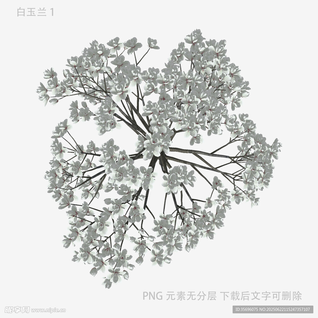俯視視角下的繁茂樹木
