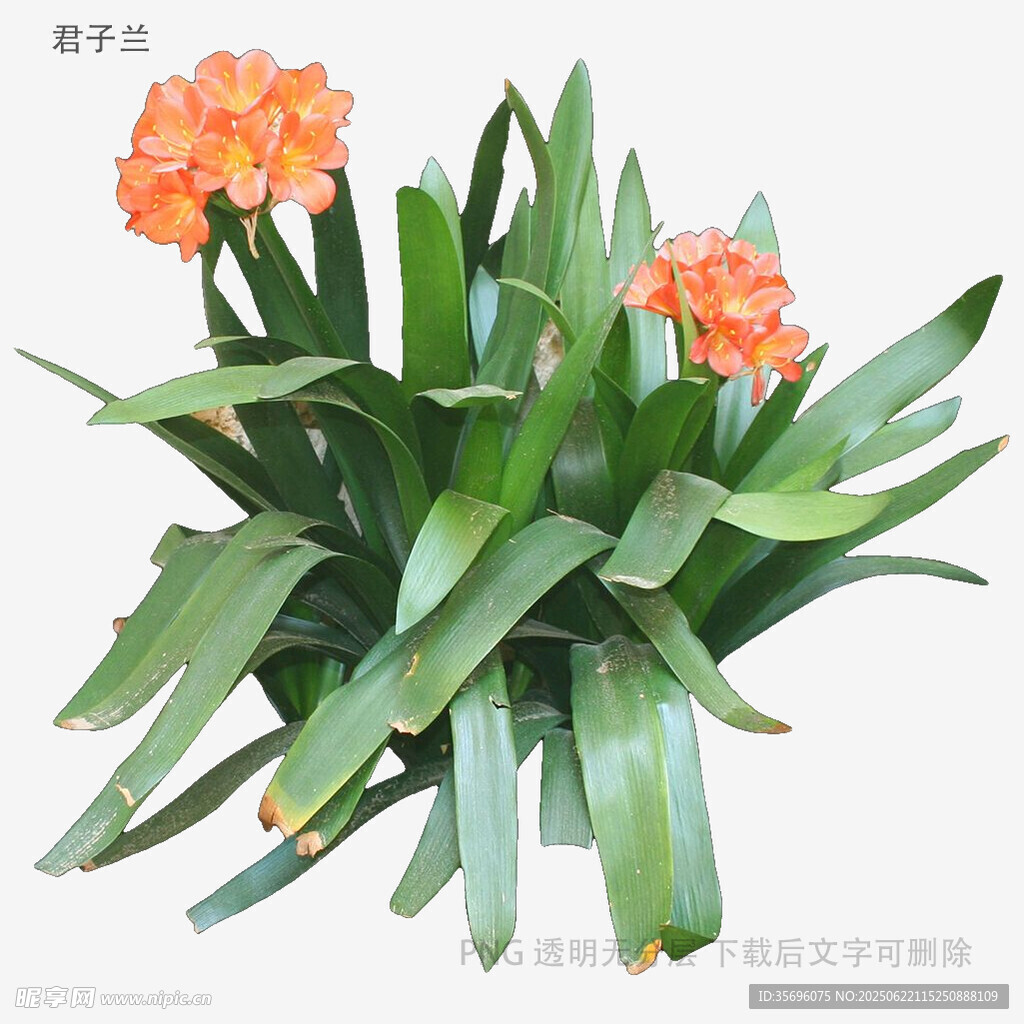 綻放的君子蘭