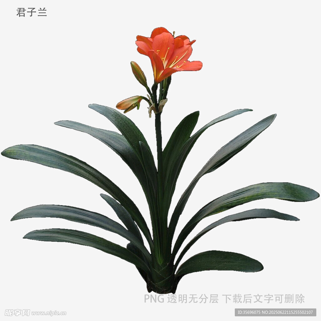 艷麗朱頂紅花卉植物圖