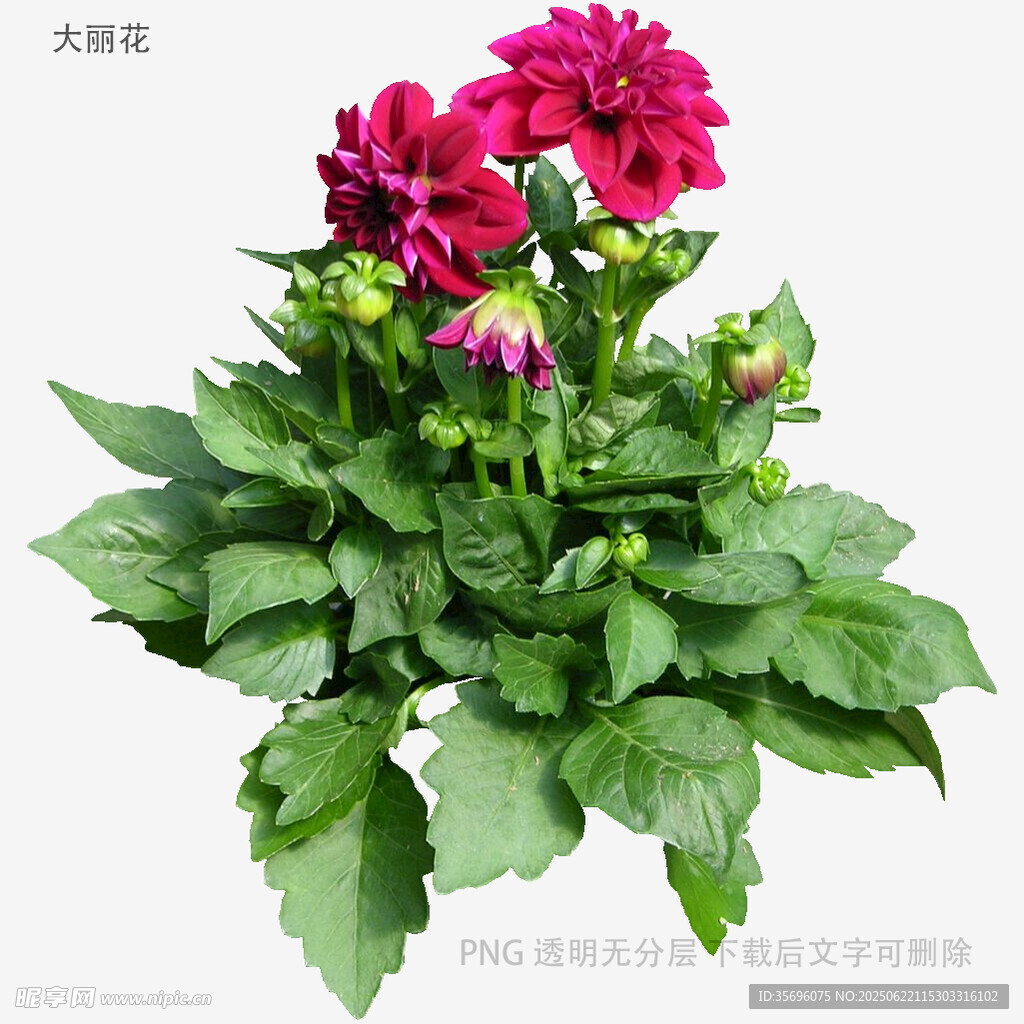 植物