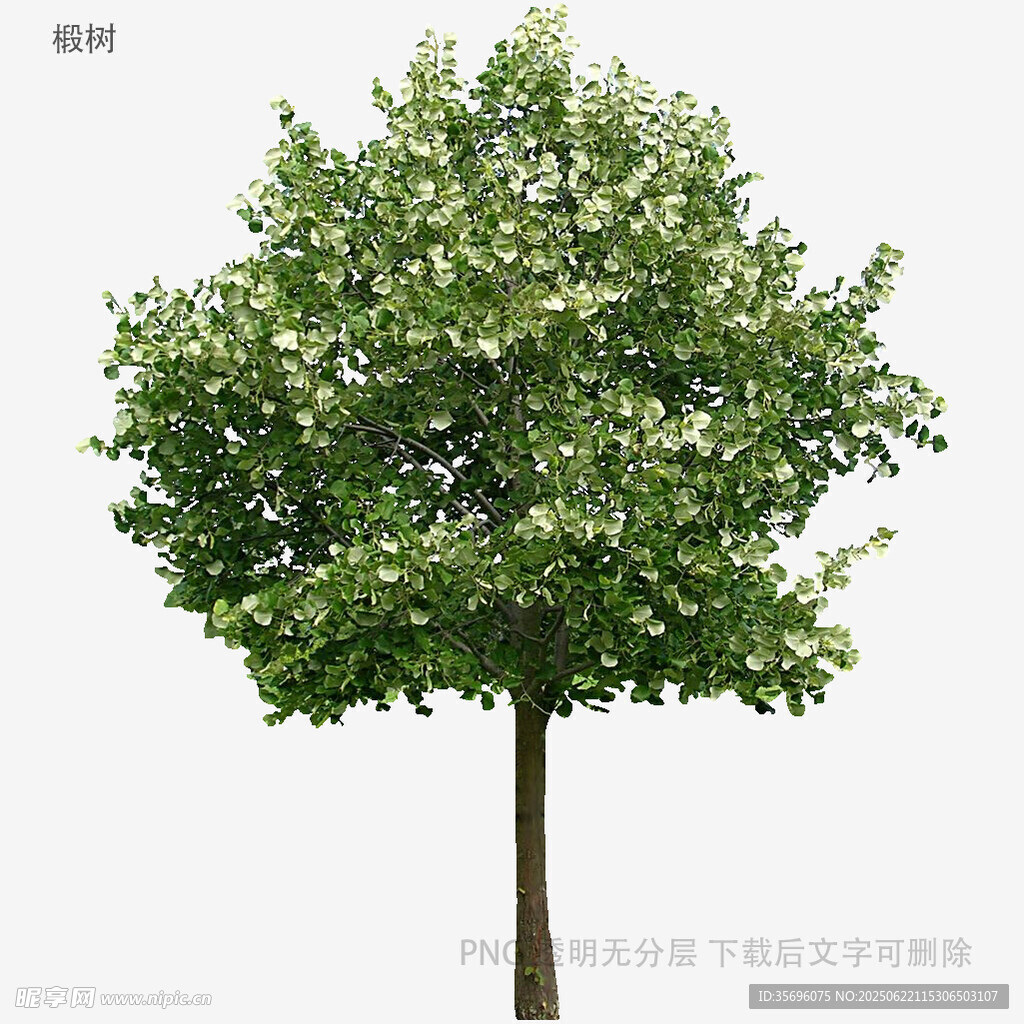 單棵綠樹3D模型展示