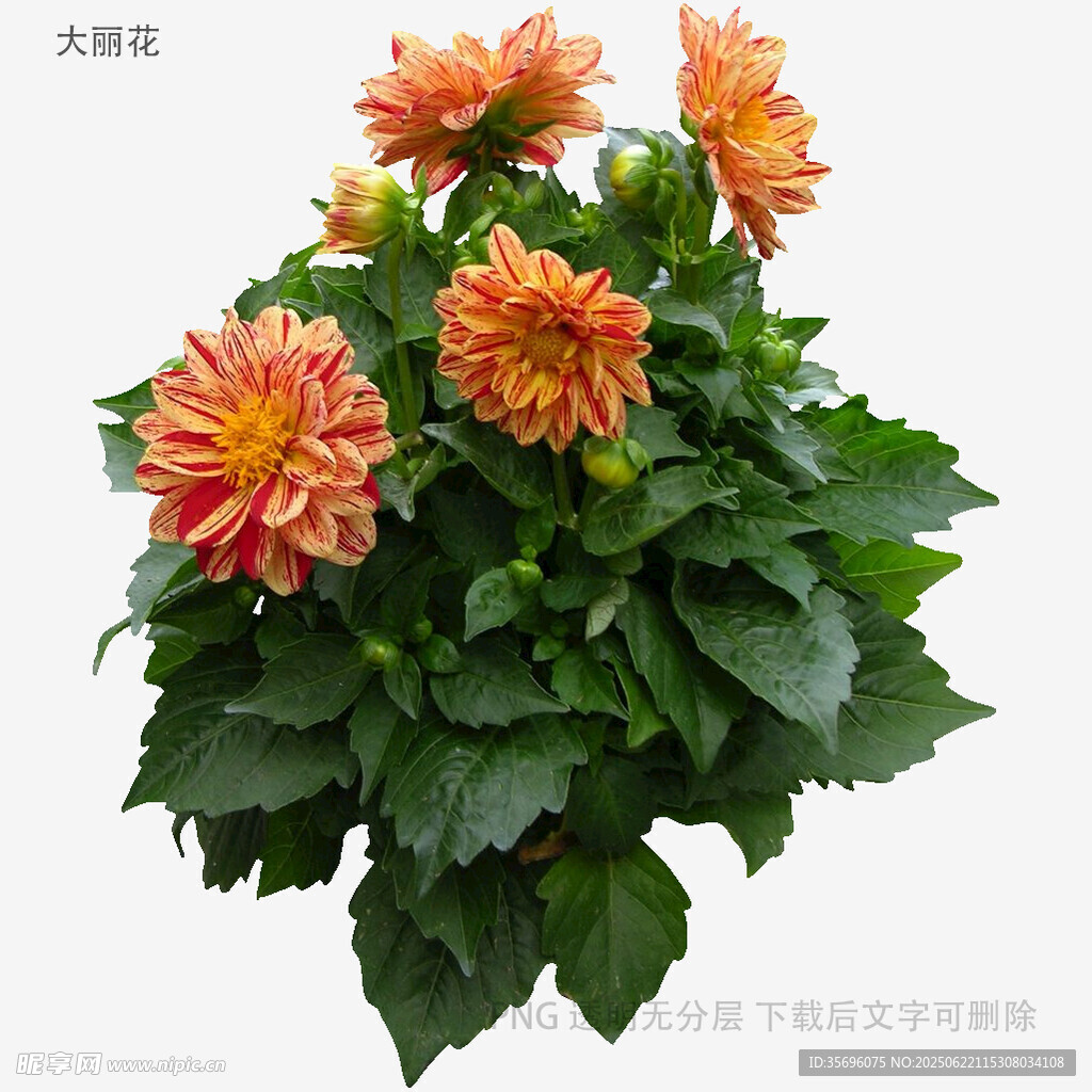 艷麗大麗花綻放綠葉間