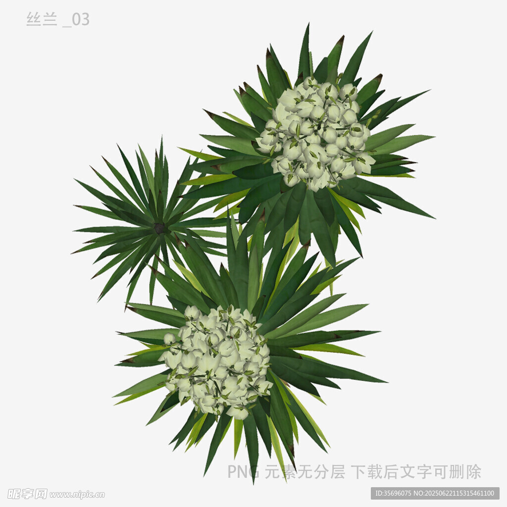 三株綠植花卉特寫