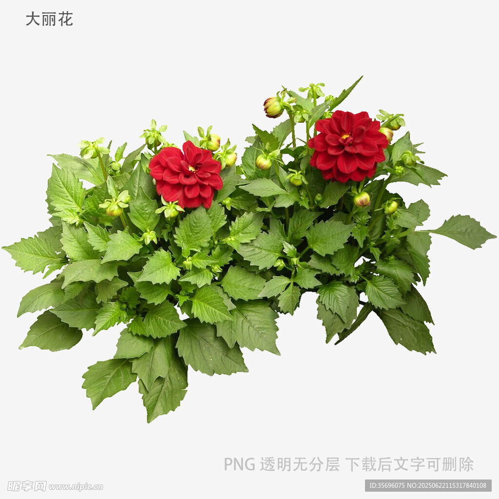 鮮艷紅玫瑰與綠葉植物組合
