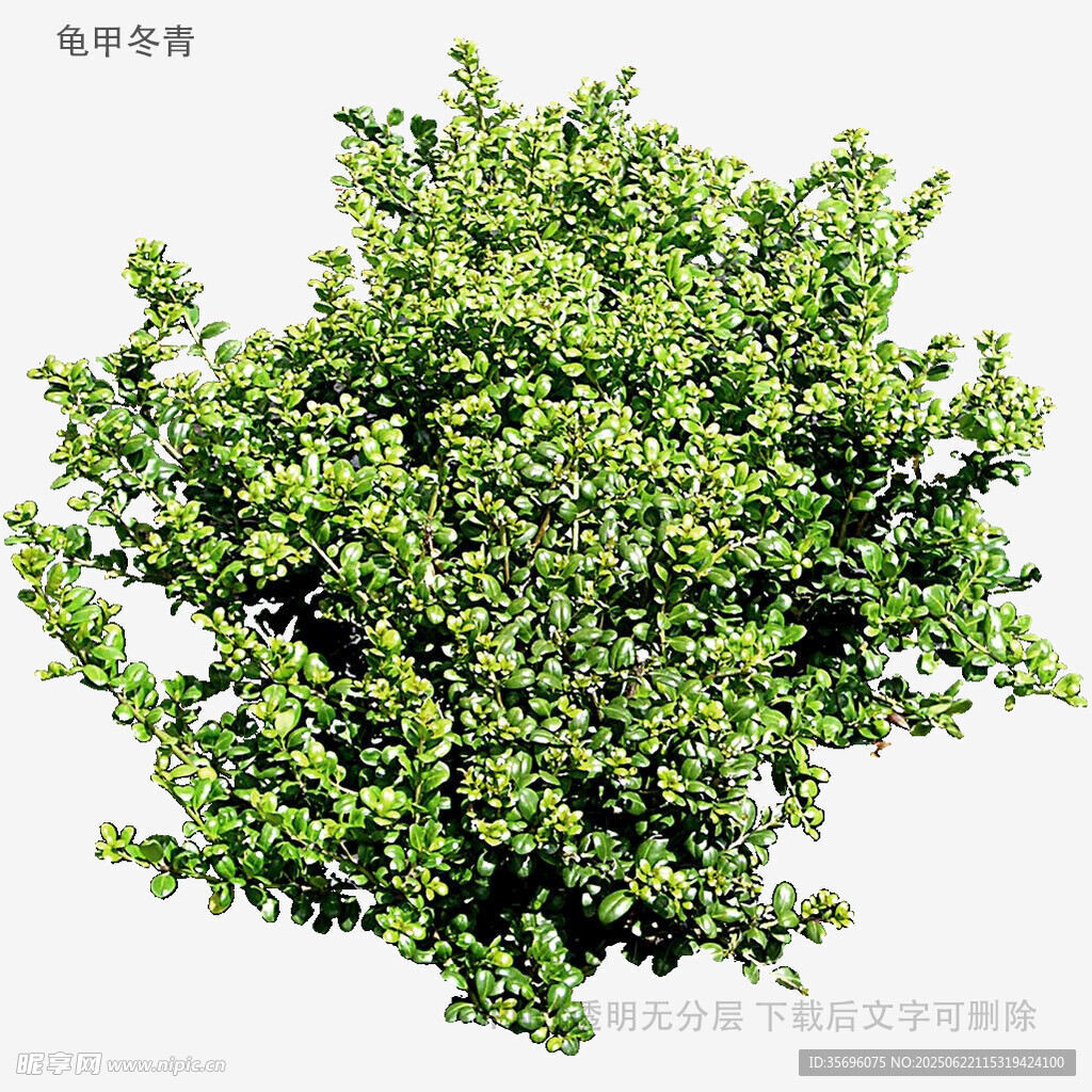 茂盛綠植灌木