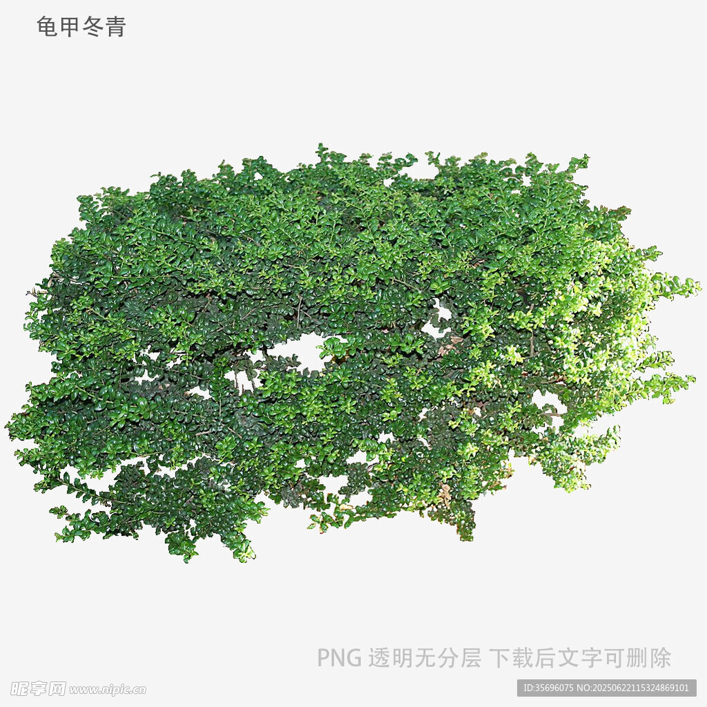 翠綠繁茂的灌木植物