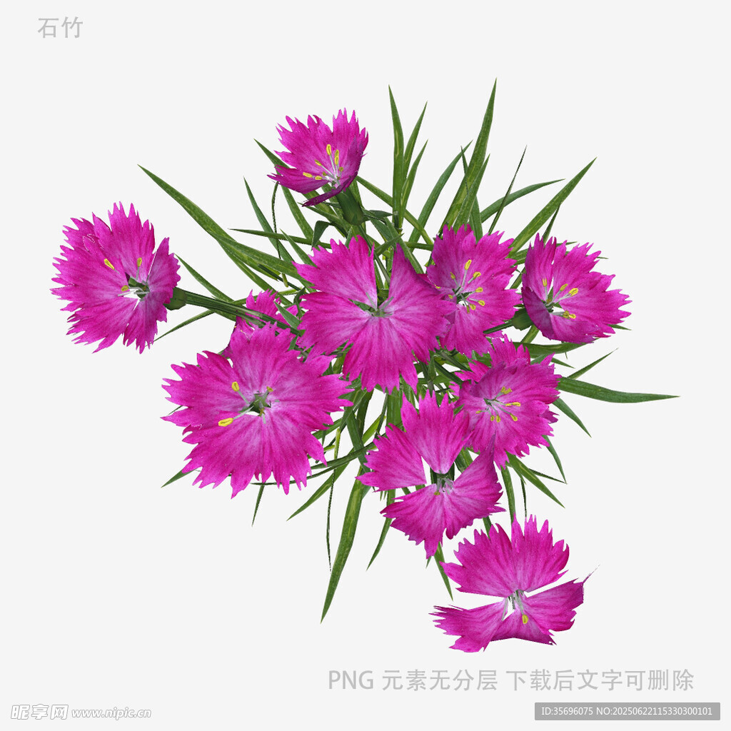 紫色石竹花特寫