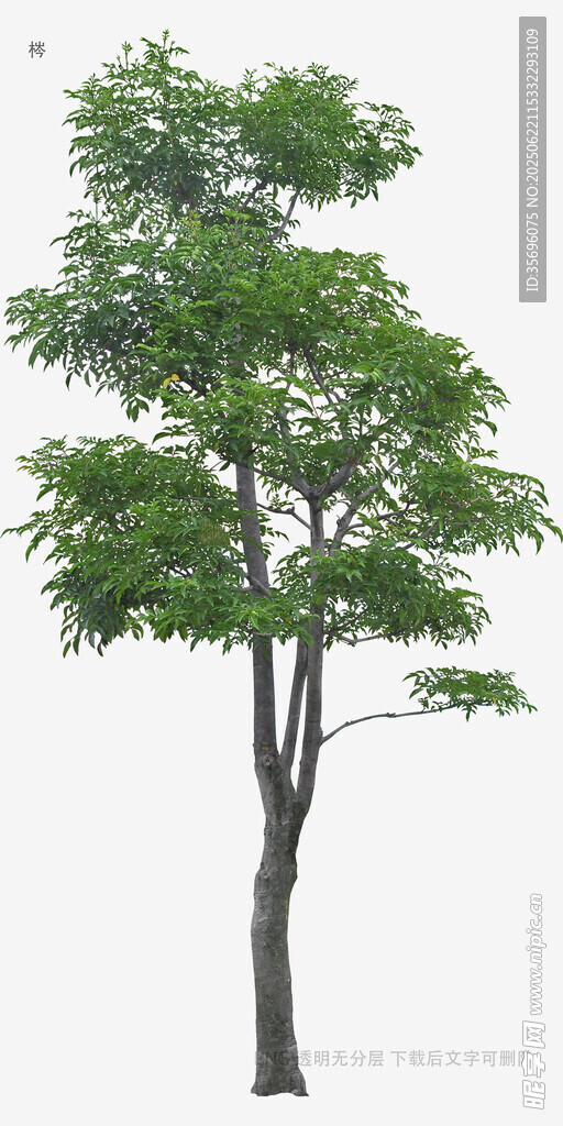 單棵綠樹(shù)展示圖