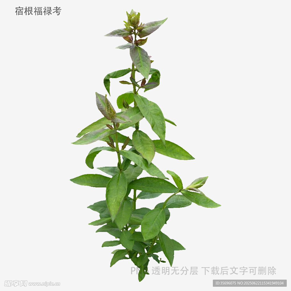 一株綠色植物特寫