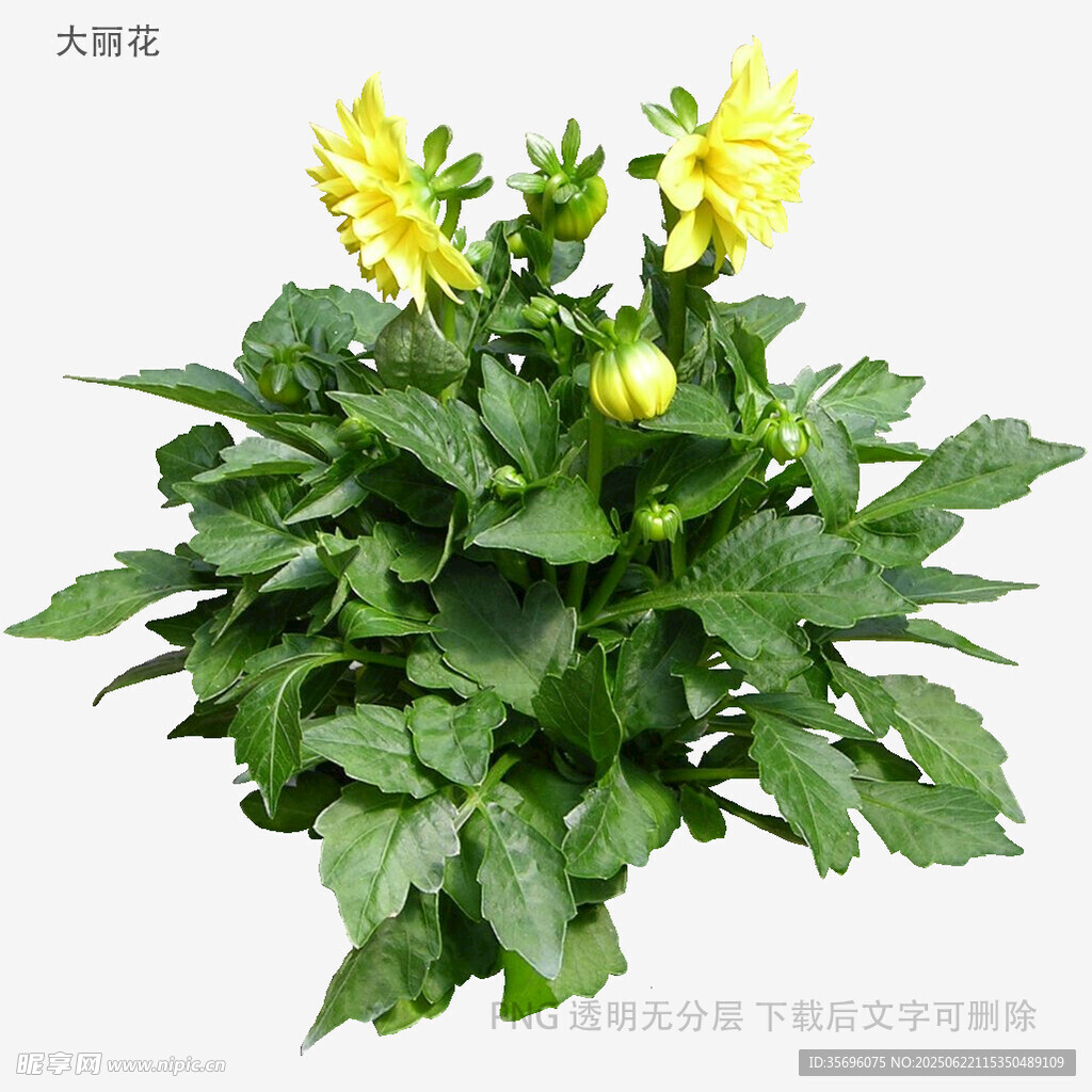 大麗花盆栽植物