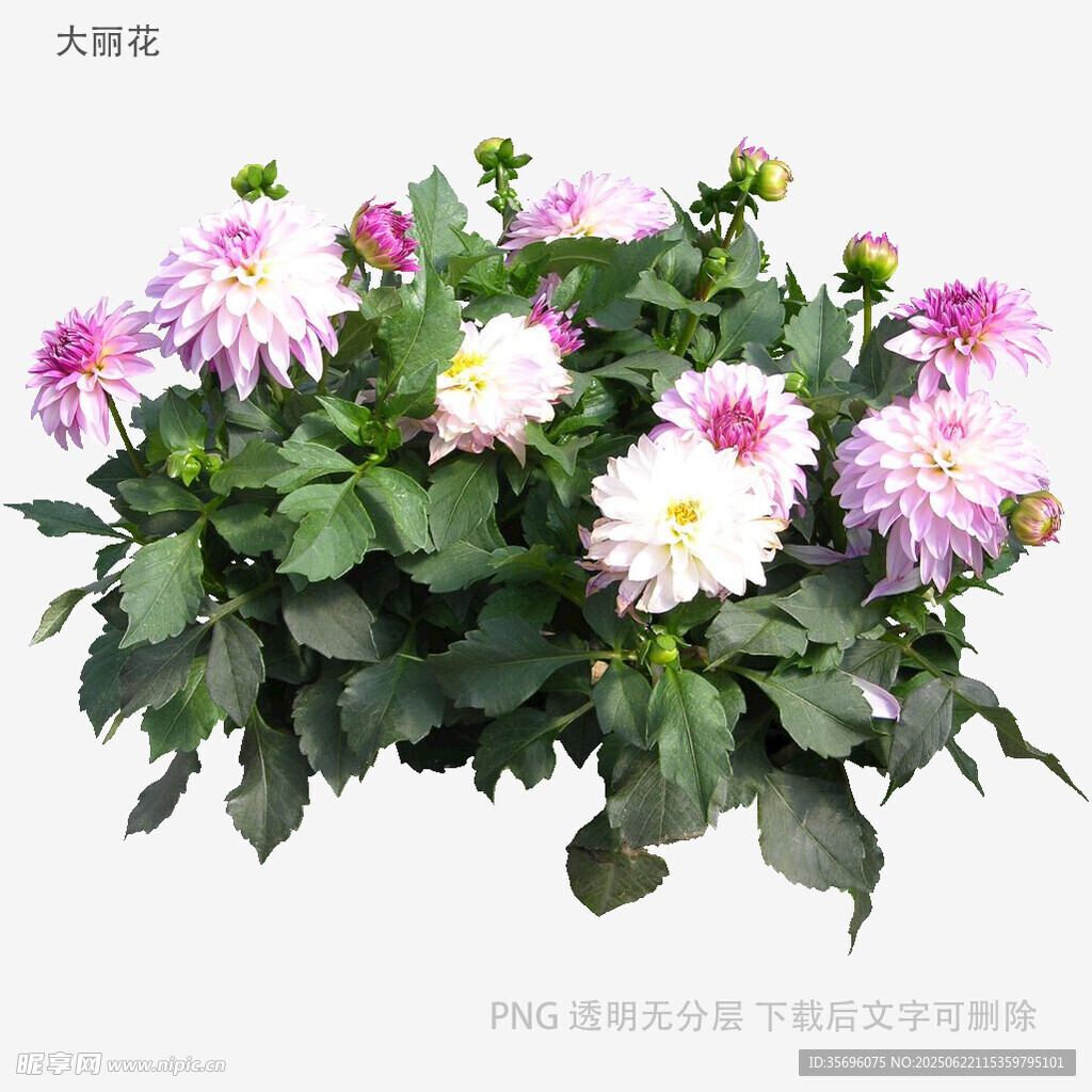 多彩大麗花盆栽