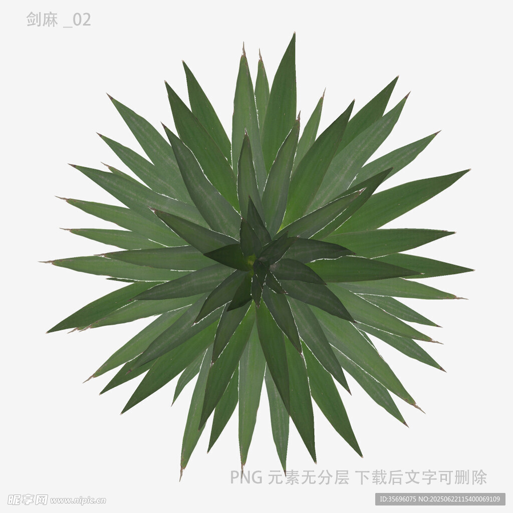 俯視視角的綠色龍舌蘭植物
