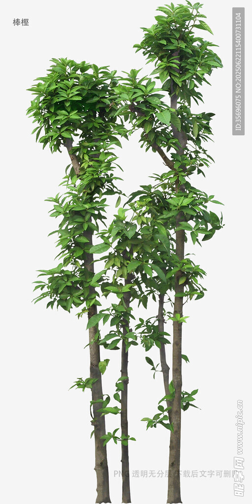 三棵挺拔綠樹景觀