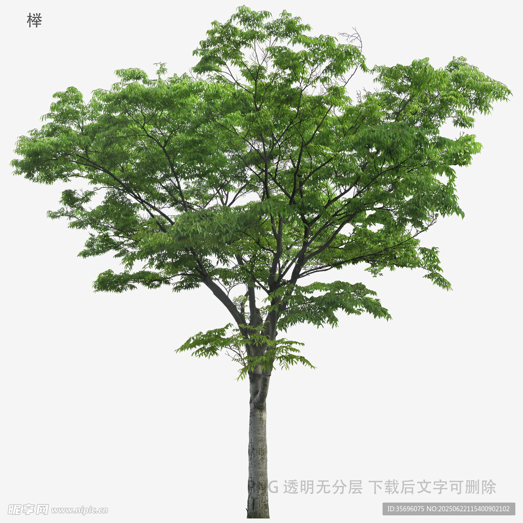 單棵綠樹模型展示