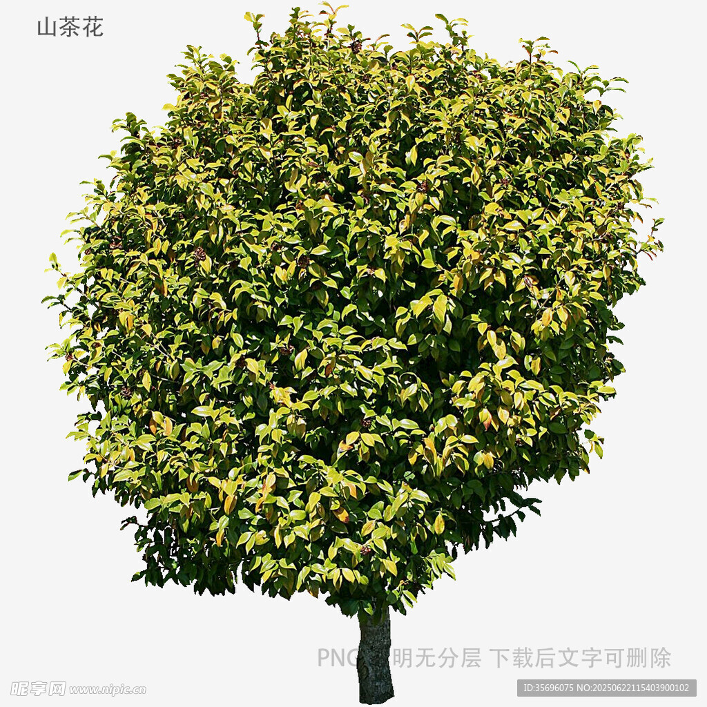 圓形樹冠綠植