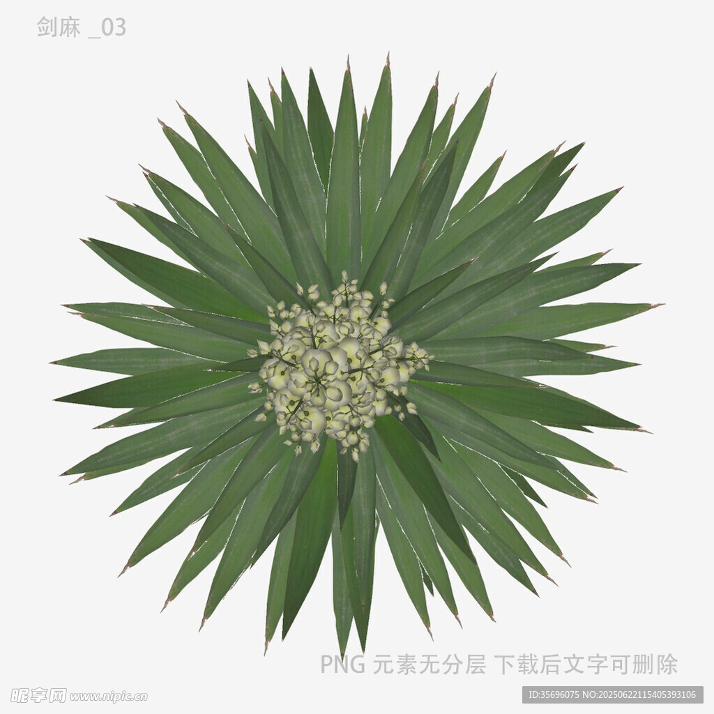 扇形綠植特寫