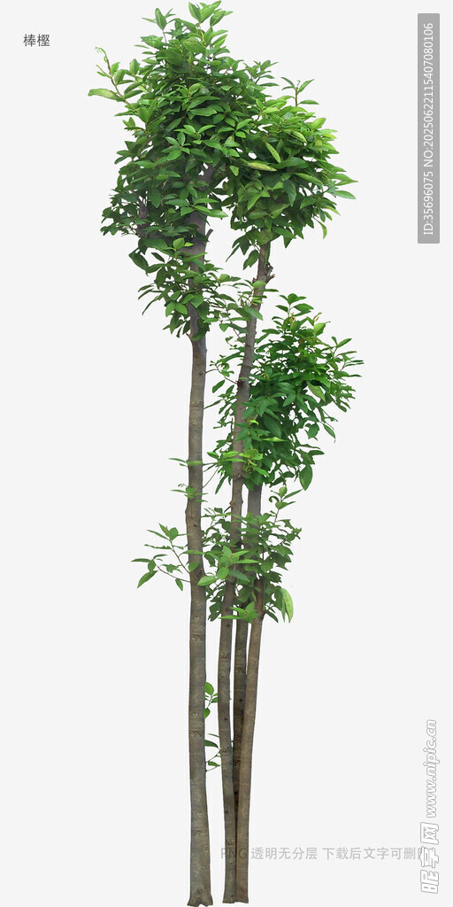 三棵挺拔綠植