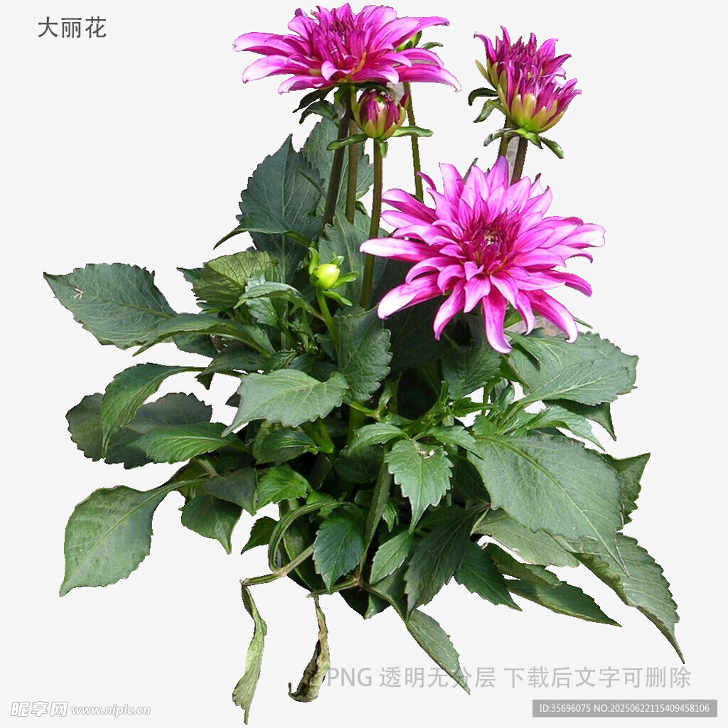 嬌艷大麗花盆栽