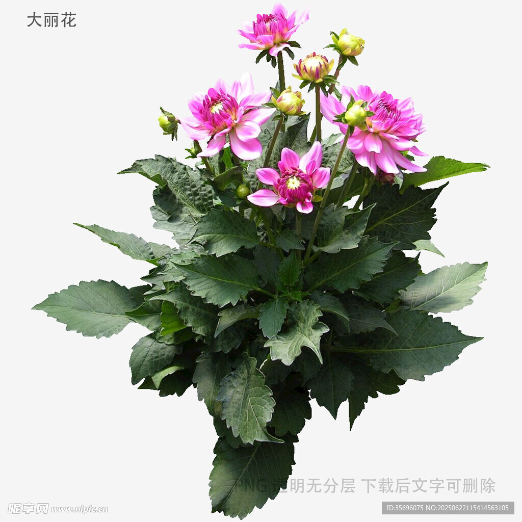 粉色瓜葉菊盆栽花卉