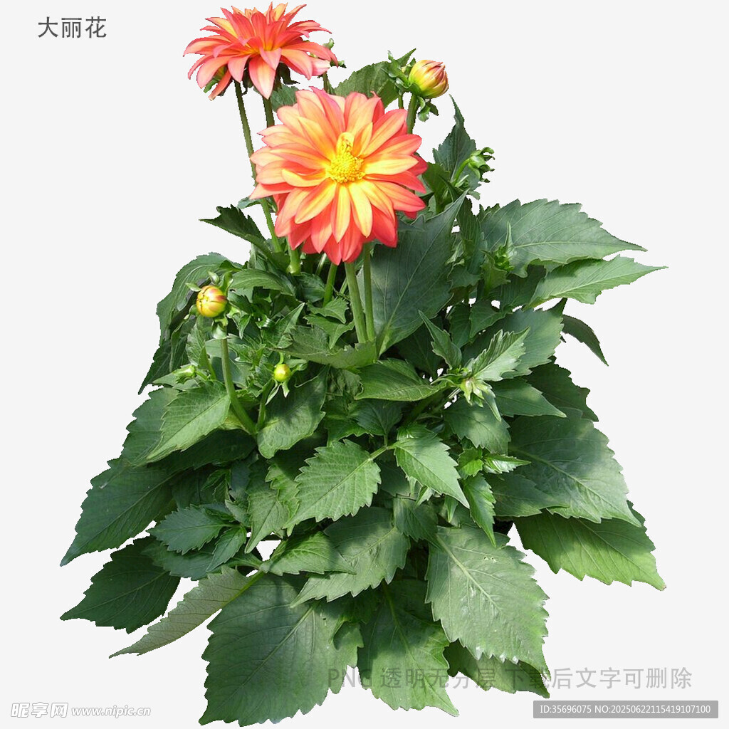 艷麗大麗花植株特寫