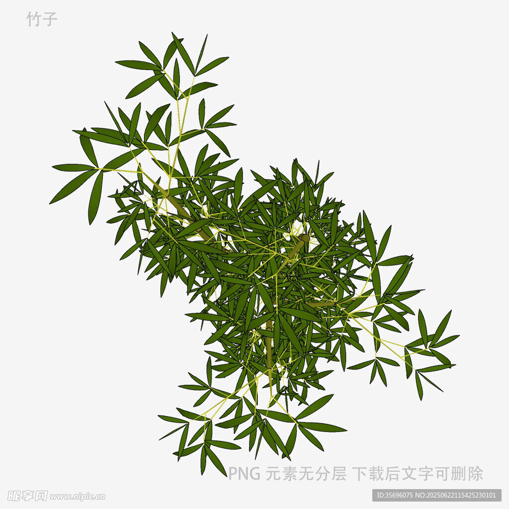 翠綠竹葉植物特寫