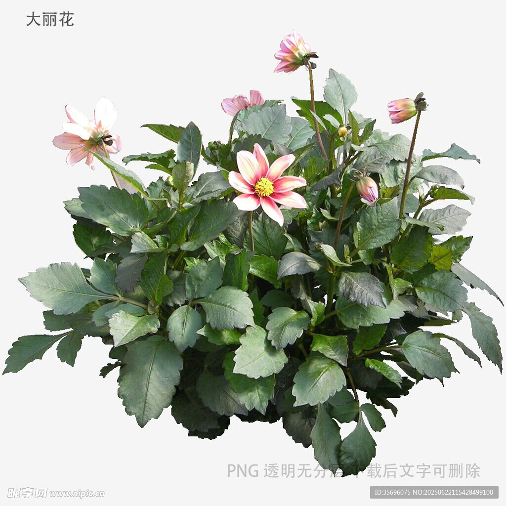 大麗花盆栽