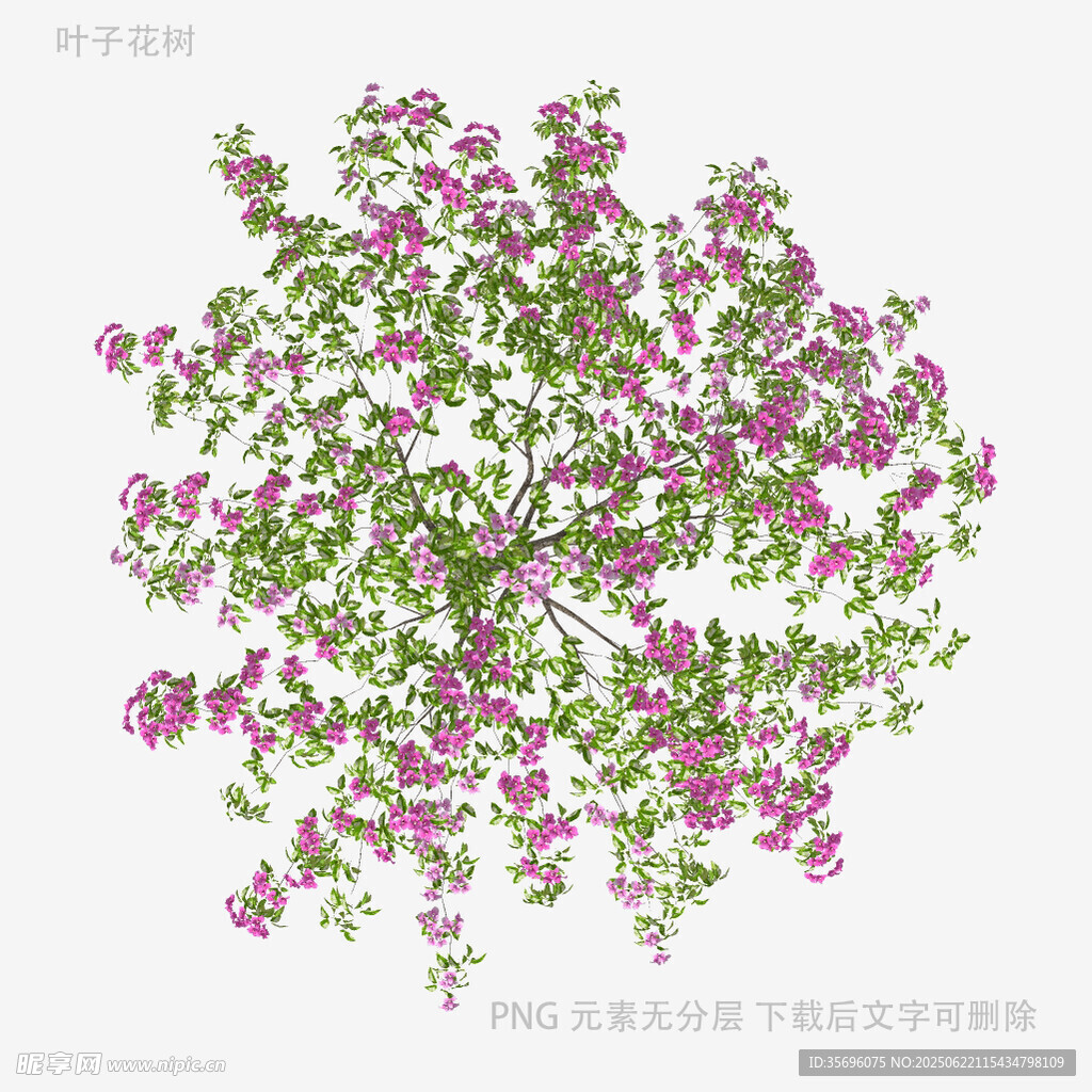 紫色花卉植物3D模型