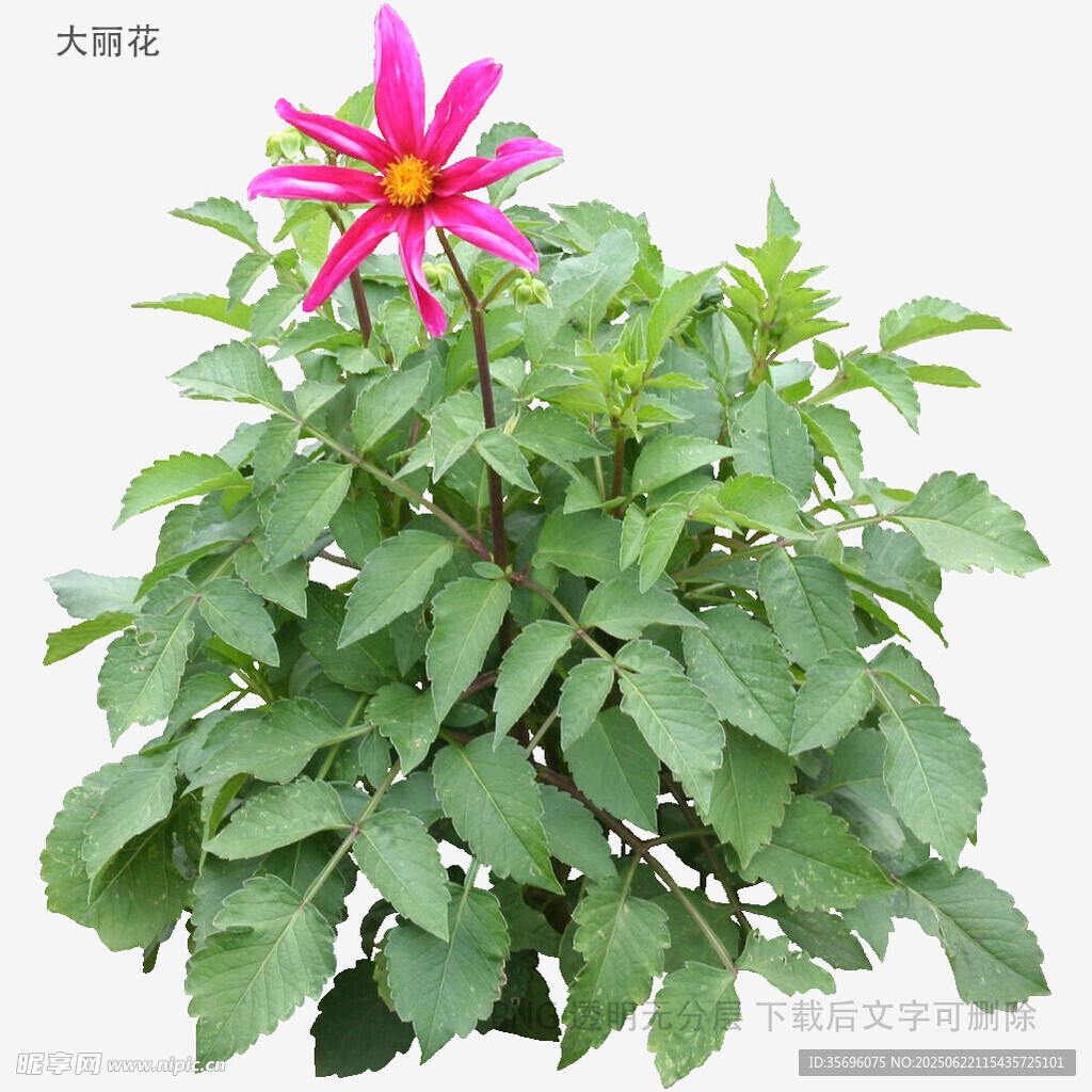 嬌艷大麗花綠植特寫(xiě)