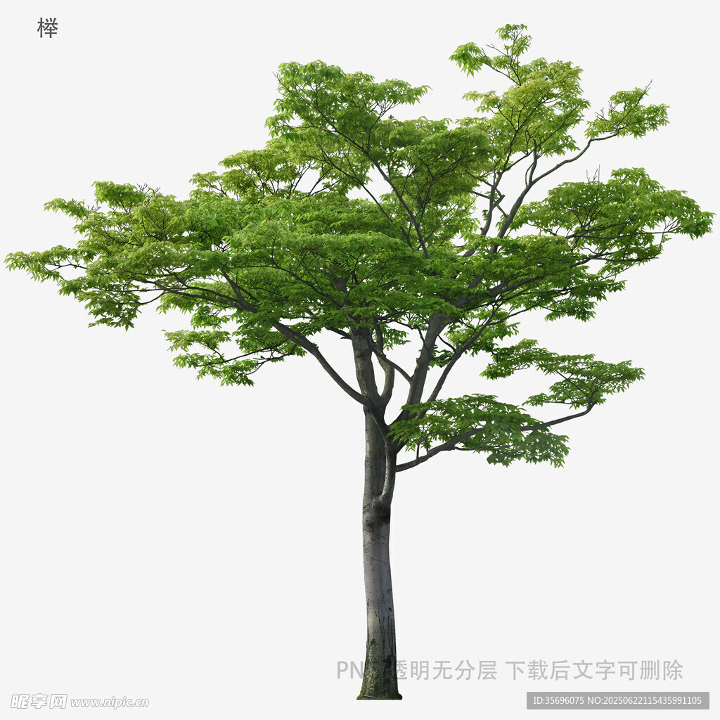 植物