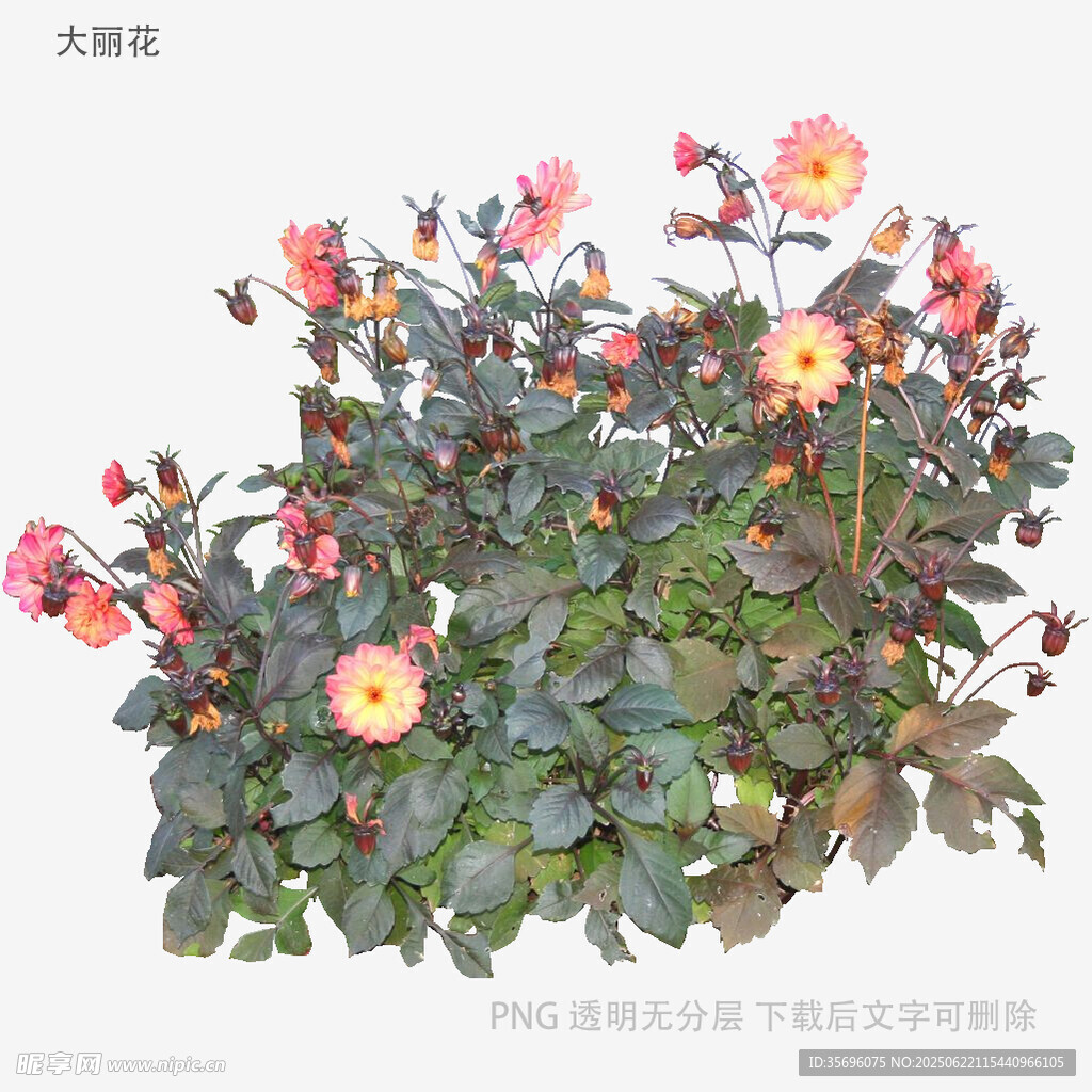 多彩大麗花植株