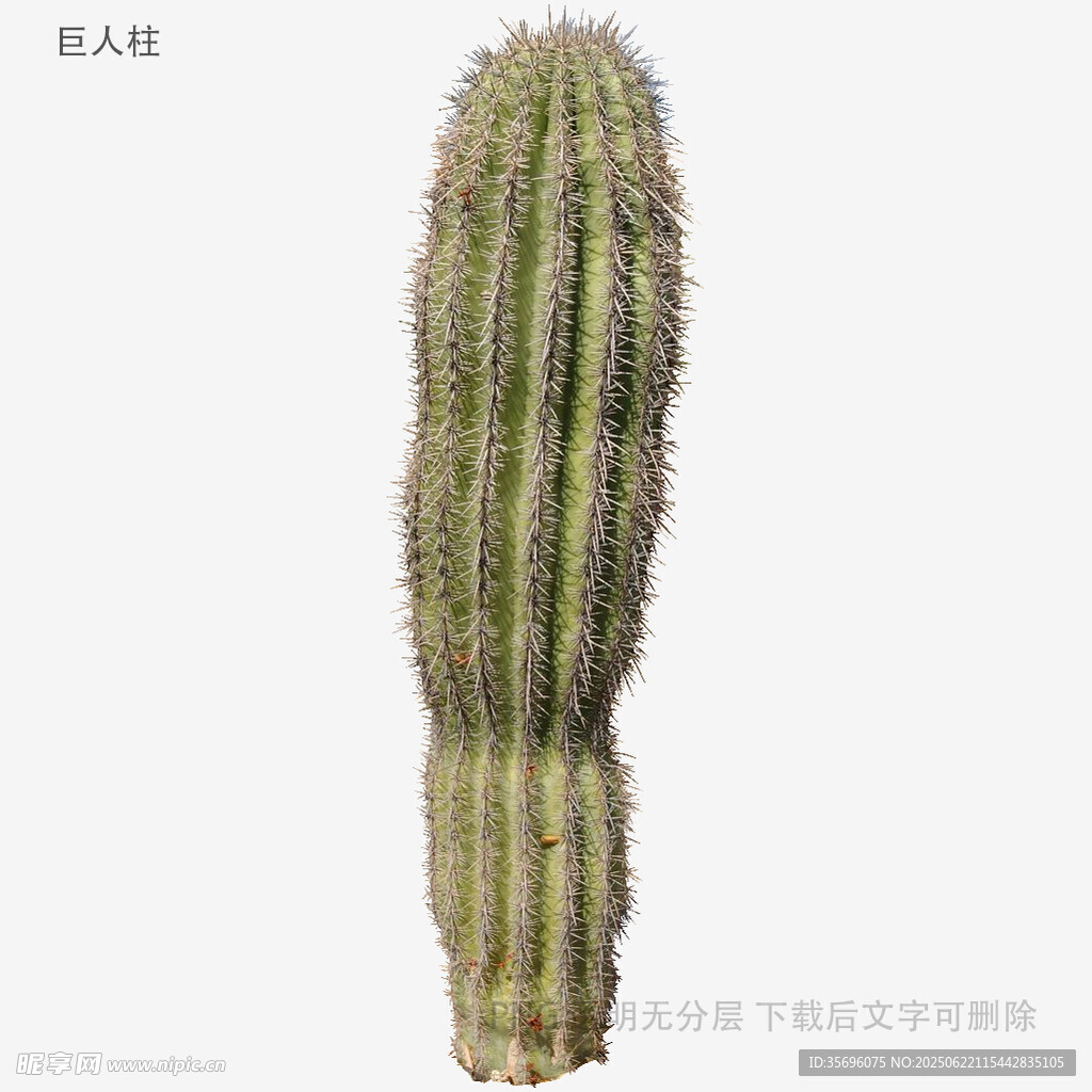 柱狀仙人掌特寫
